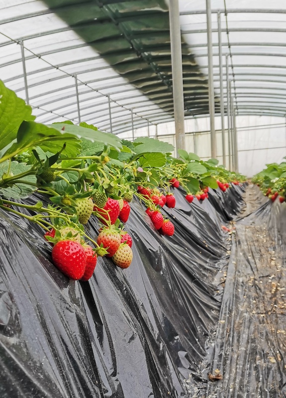 无公害新鲜草莓